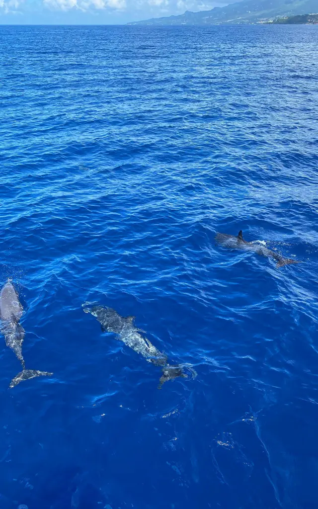 Grand dauphin Tursiops truncatus Catamaran Blue Dream Trois-îlets Martinique