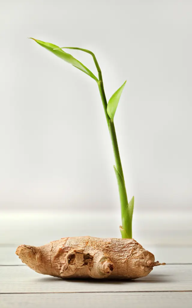 Gingembre Épice Martinique