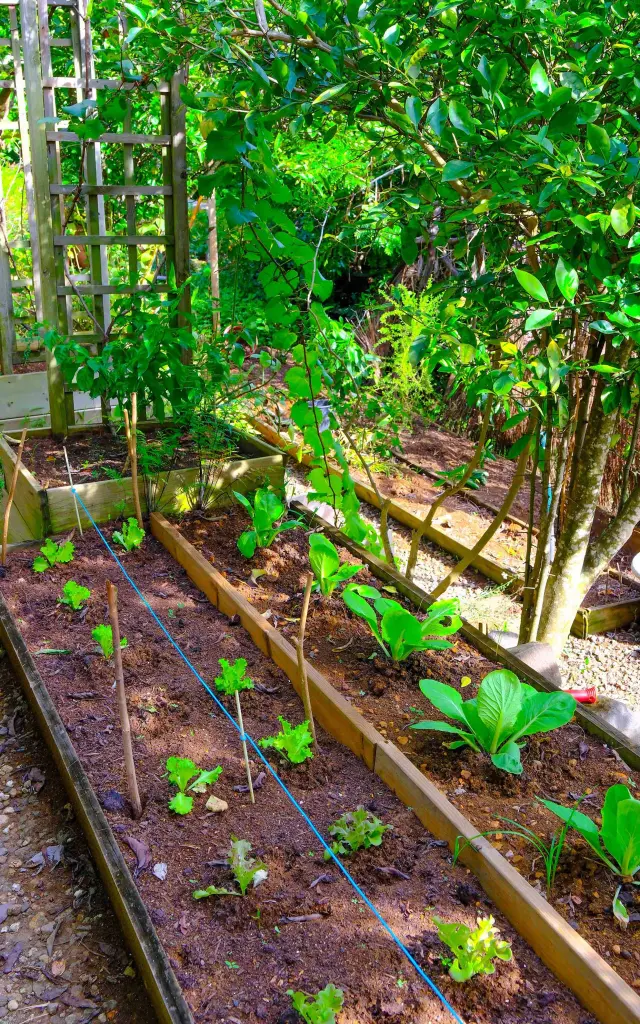 Potager Domaine des bulles Vauclin Martinique