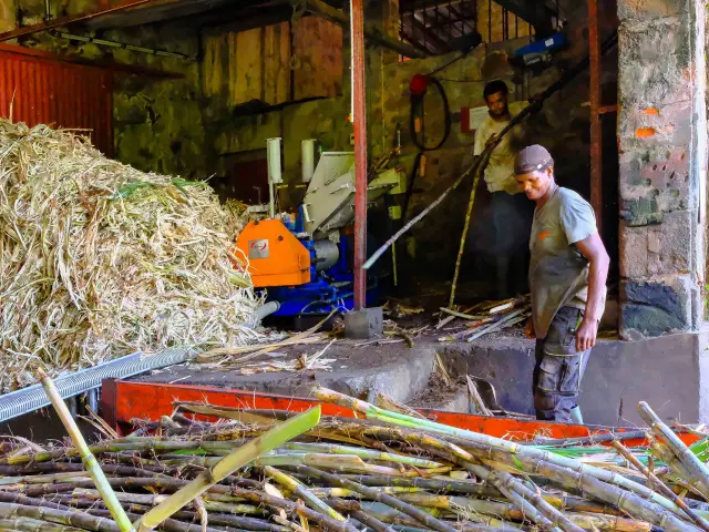 Broyage2 Distillerie Hbs Habitationbeausejour Grandriviere Martinique Copy