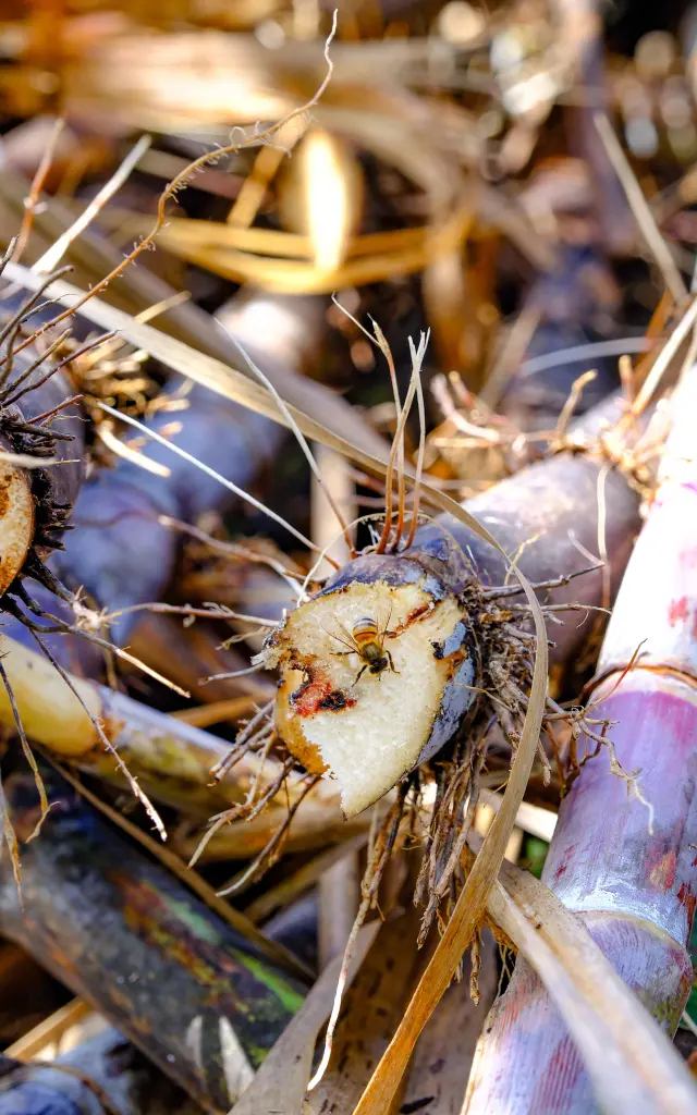 Canne à sucre Distillerie HBS Habitation Beauséjour Grand rivière Martinique