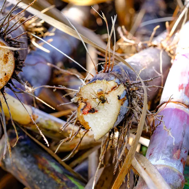 Canneasucre Distillerie Hbs Habitationbeausejour Grandriviere Martinique Copy