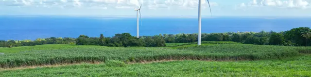 Champdecanneasucre6 Distillerie Hbs Habitationbeausejour Grandriviere Martinique Copy