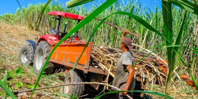 Decoupedelacanneasucre2 Distillerie Hbs Habitationbeausejour Grandriviere Martinique Copy