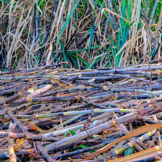 Decoupedelacanneasucre3 Distillerie Hbs Habitationbeausejour Grandriviere Martinique Copy