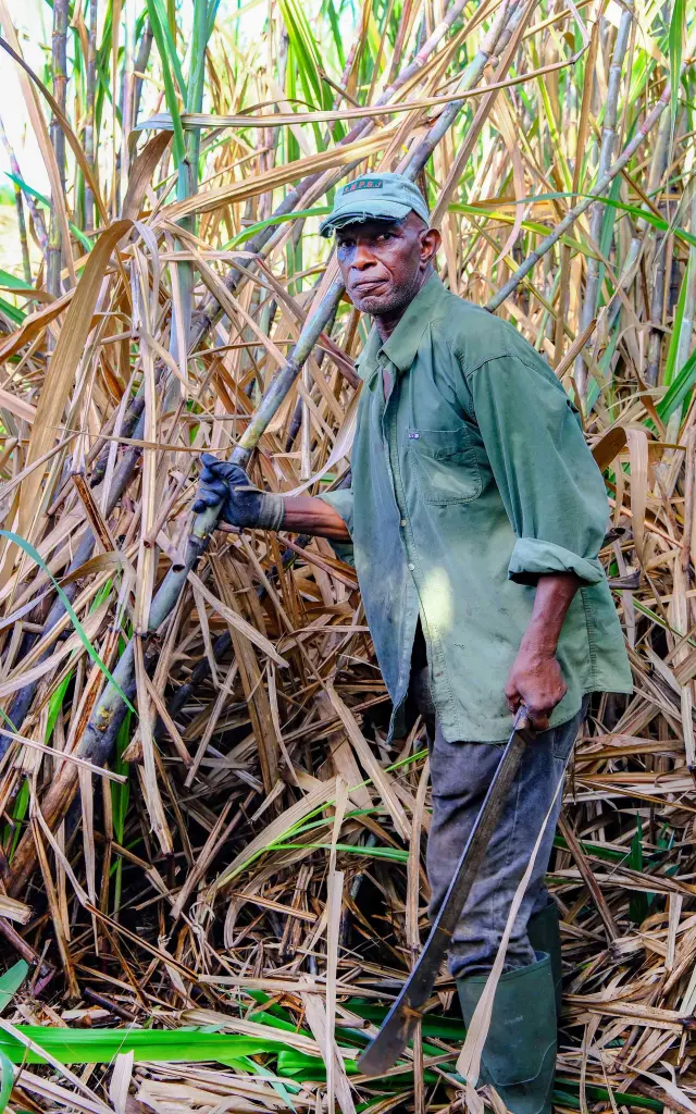 Decoupedelacanneasucre4 Distillerie Hbs Habitationbeausejour Grandriviere Martinique Copy