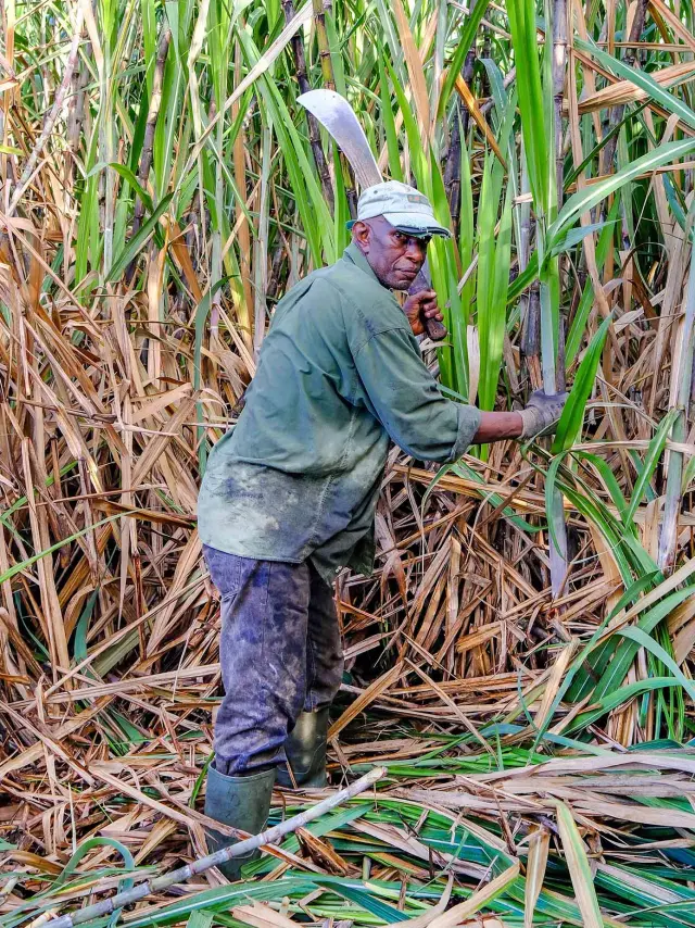 Découpe de la canne à sucre Distillerie HBS Habitation Beauséjour Grand rivière Martinique
