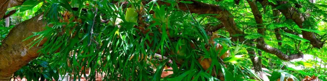 Domainedesbulles11 Vauclin Martinique