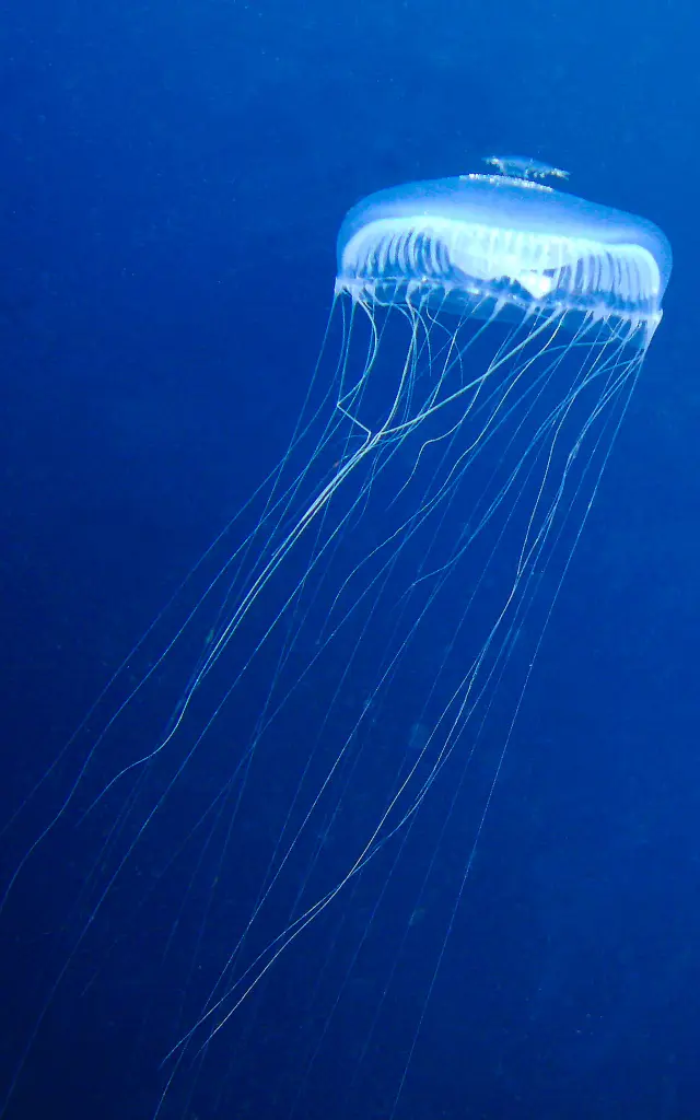 Méduse Plongée Martinique
