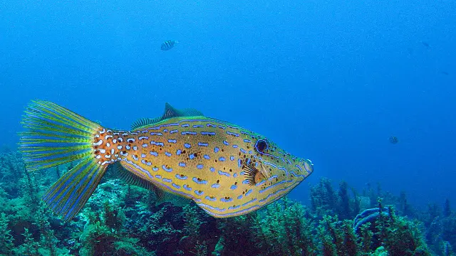 Poisson bourse Plongée Martinique