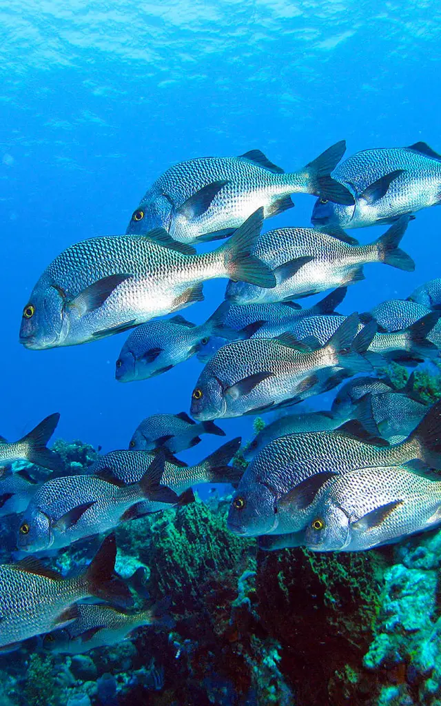 Poisson lippus Plongée Martinique