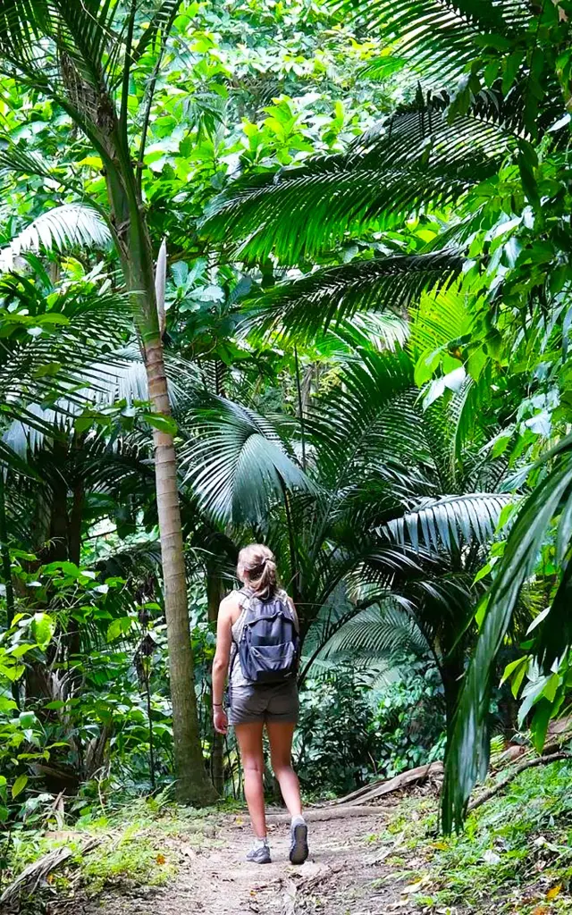 Randonnée Grand'rivière Martinique