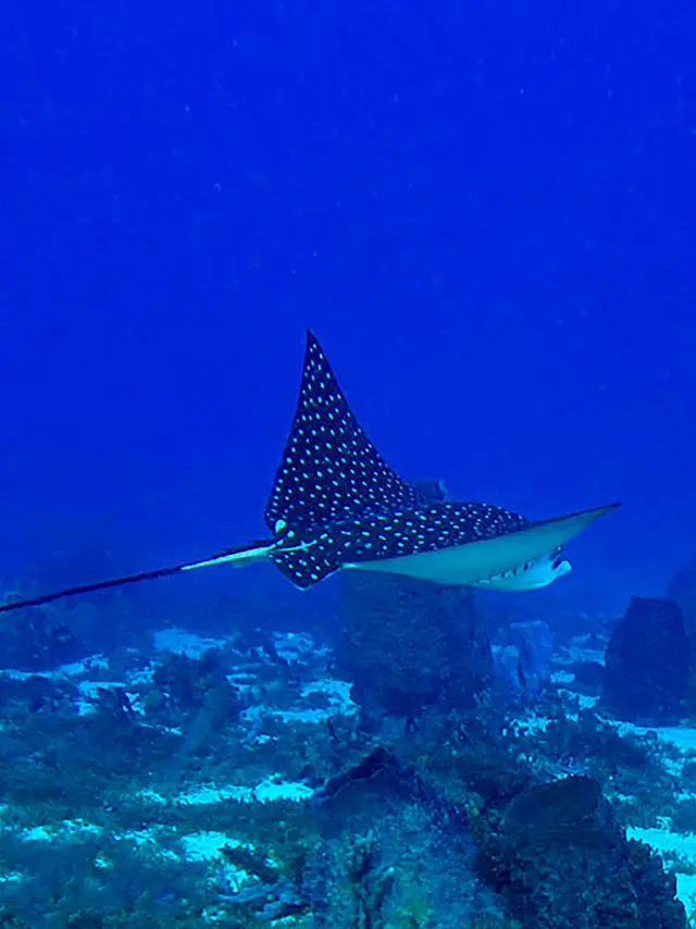 Raie léopard Plongée Martinique