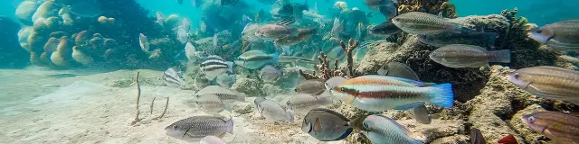 Banc de poissons Plongée Martinique