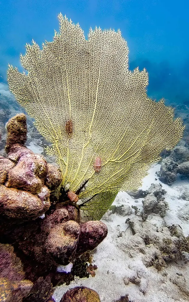 Corail éventail Plongée Martinique