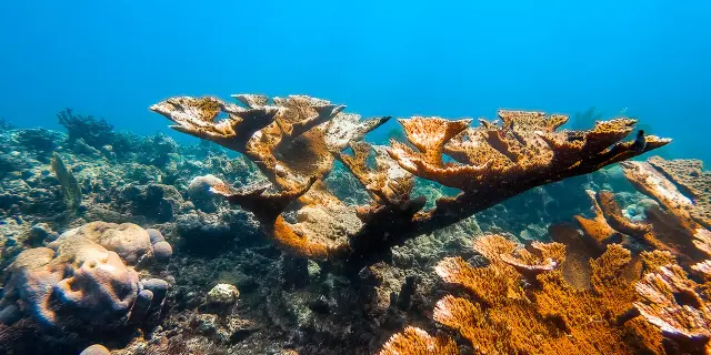 Corail corne d'élan Plongée Martinique