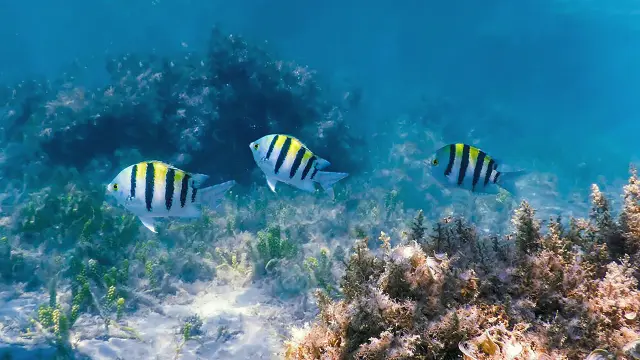 Poisson sergent major Plongée Martinique