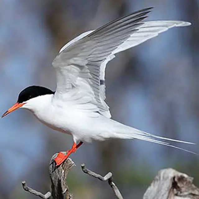 Roseate Tern Aa2