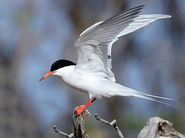 Oiseaux Sterne De Dougall Oiseaux dans la réserve naturelle de l’îlet Sainte-Marie près du Tombolo Martinique