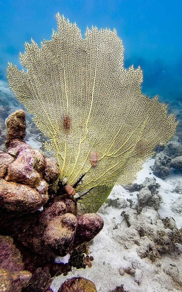 Corail éventail Plongée Martinique