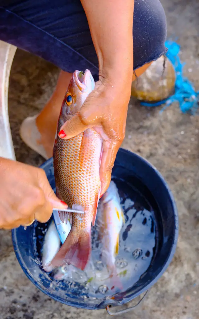 Écaillage Poisson Carbet Martinique