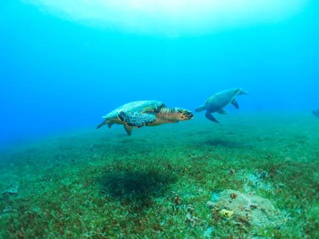 Tortues Fond Marin Club de plongée A Papa D'lo Saint-Pierre Martinique