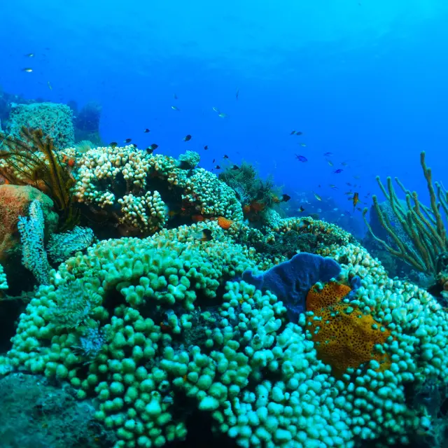 Fondmarin2 Diving Apapadlo Saintpierre Martinique