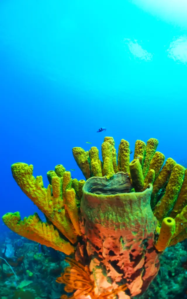 Eponge2 Fondmarin Plongee Apapadlo Saintpierre Martinique