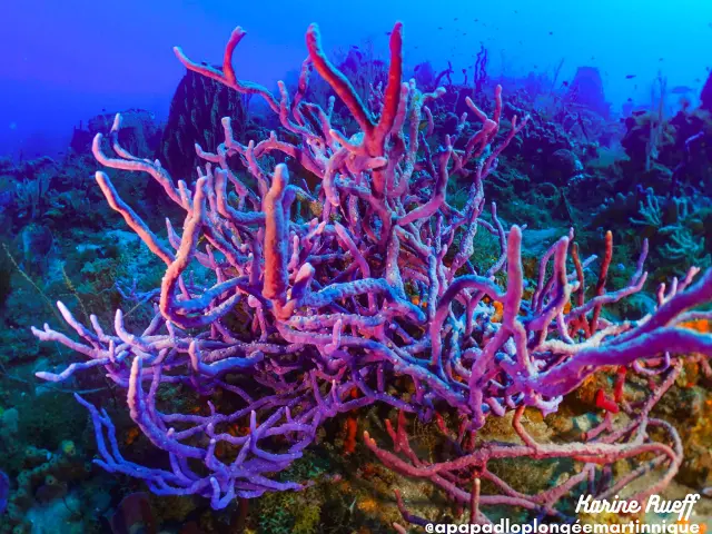 Coraux Fond Marin Club de plongée A Papa D'lo Saint-Pierre Martinique