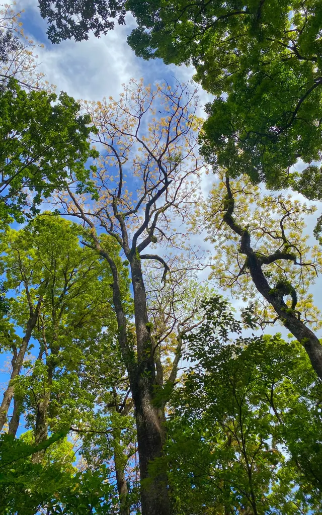 Foretattila5 Rivieremitan Bureaudelarandonneeetducanyoning Mornevert Martinique