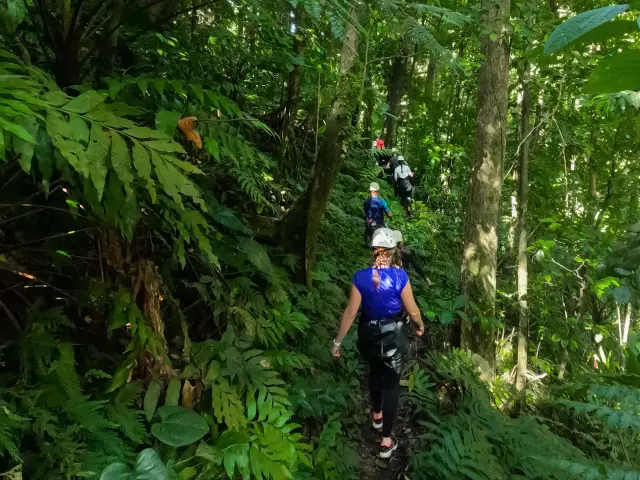 Foretattila2 Rivieremitan Bureaudelarandonneeetducanyoning Mornevert Martinique
