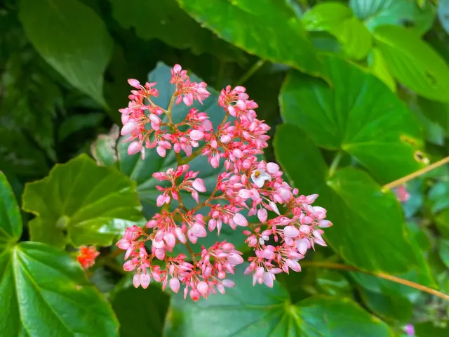 Foretattila Rivieremitan Bureaudelarandonneeetducanyoning Mornevert Martinique