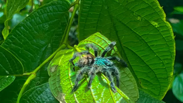 Mygale Forêt Rivière Absalon Fort-de-France Martinique