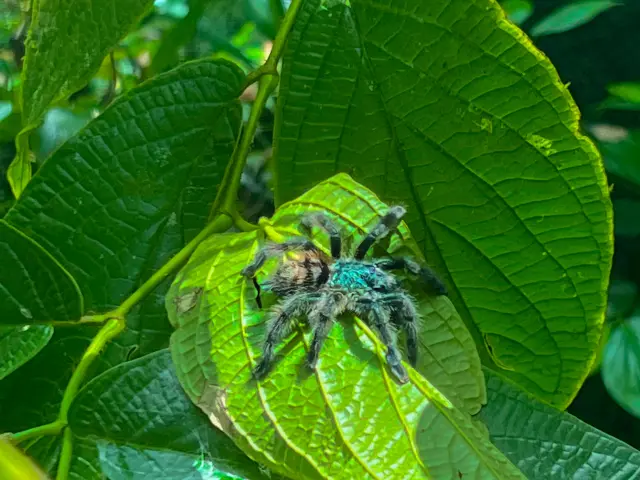 Mygale Absalon Fortdefrance Martinique