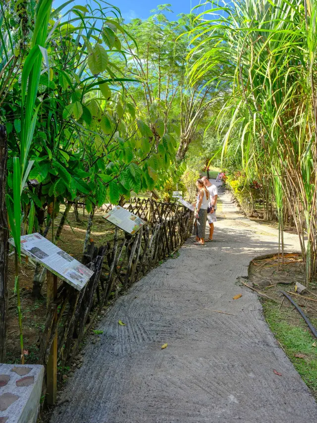 Jardin créole La Savane des Esclaves Les Trois-îlets Martinique
