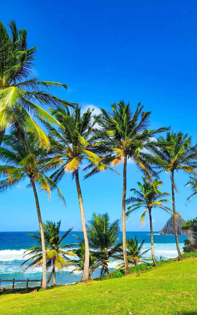 Cocotier le long de la Plage de l'anse Charpentier vue sur le Pain de sucre de Sainte-Marie Martinique