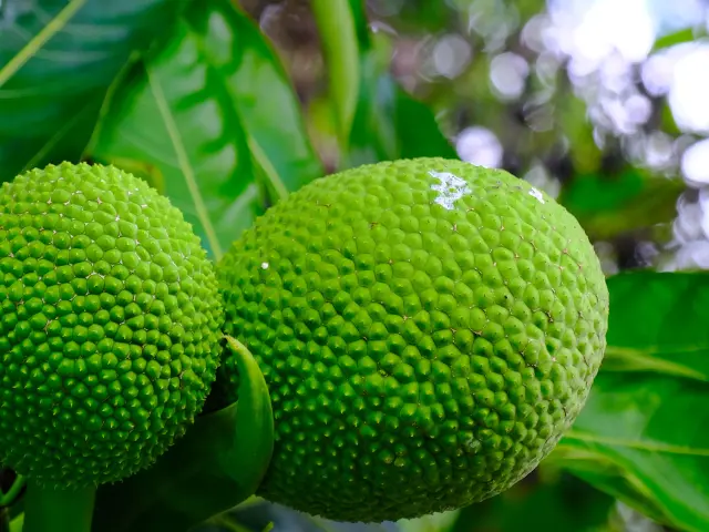 Fruit à pain Jardin Restaurant La Chaudière Morne-Rouge Martinique