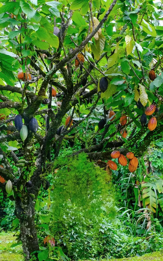 Cacao Jardin Restaurant La Chaudière Morne-Rouge Martinique