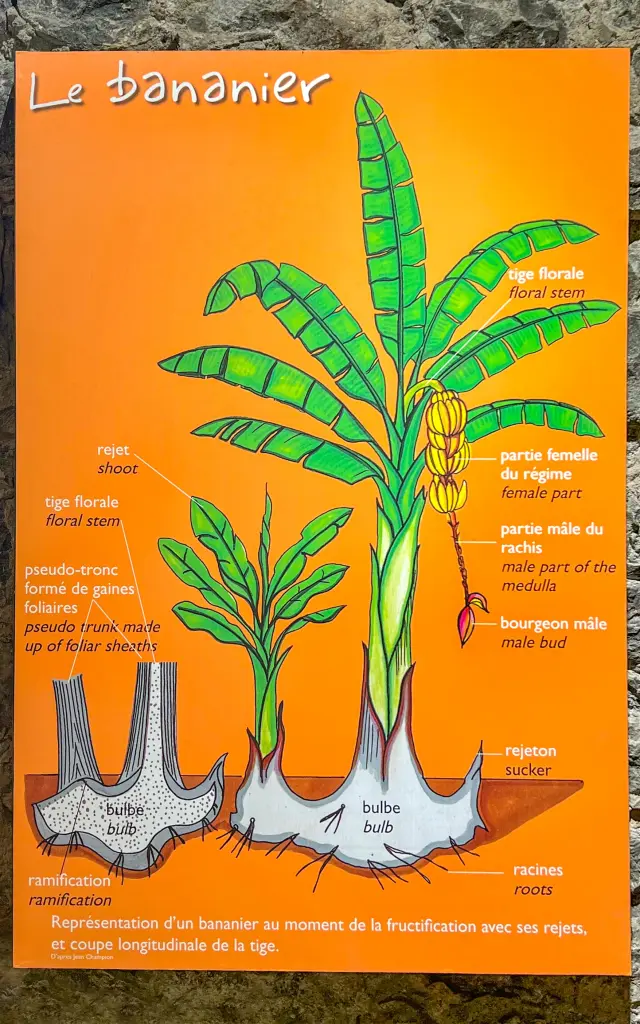 Museedelabanane16 Saintemarie Martinique