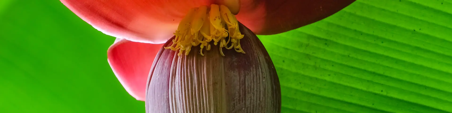 Fleur de bananier Musée de la banane Sainte-Marie Martinique
