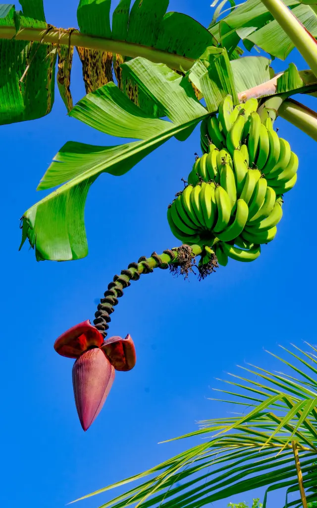 Regimedebanane3 Museedelabanane Saintemarie Martinique