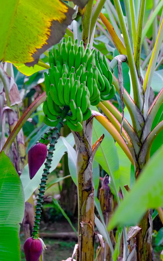 Régime de banane Musée de la banane Sainte-Marie Martinique