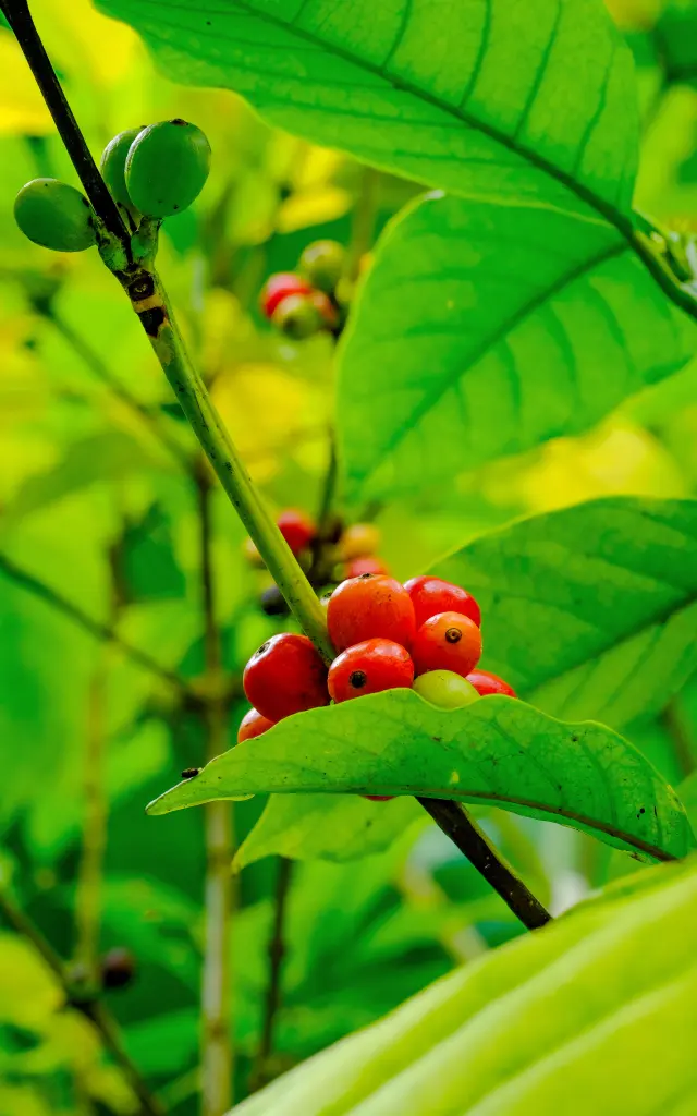 Cafe Museedelabanane Saintemarie Martinique