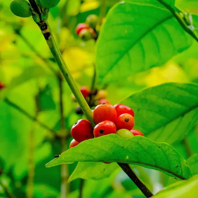 Café Musée de la banane Sainte-Marie Martinique