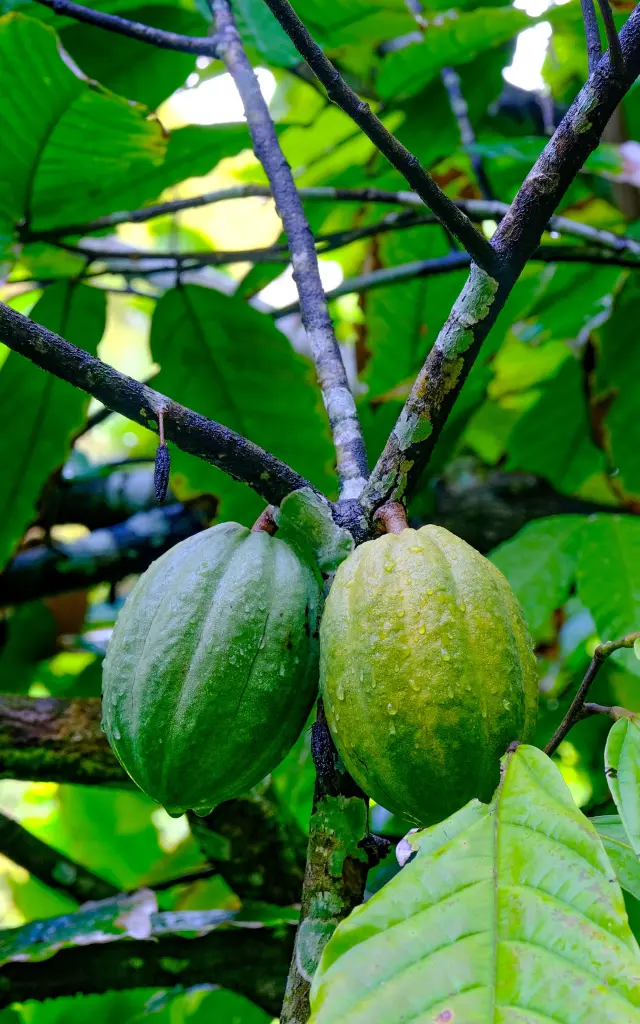 Cacao Museedelabanane Saintemarie Martinique