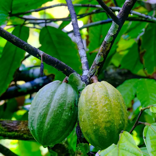 Cacao Musée de la banane Sainte-Marie Martinique