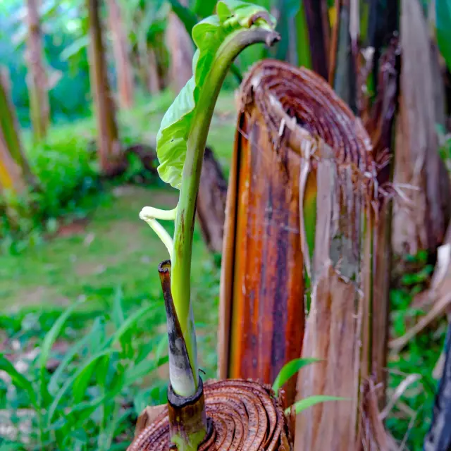 Banana tree Museedelabanane Saintemarie Martinique