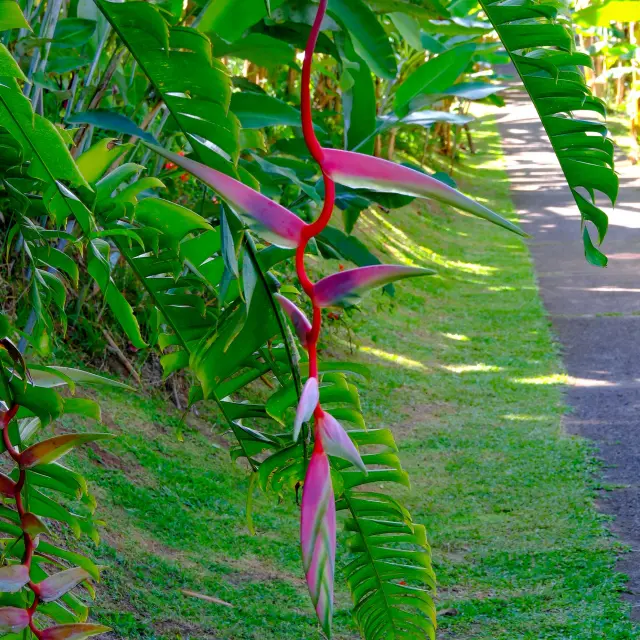 Héliconia Musée de la banane Sainte-Marie Martinique