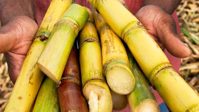 Canne à sucre Distillerie La Mauny Rivière-Pilote Martinique