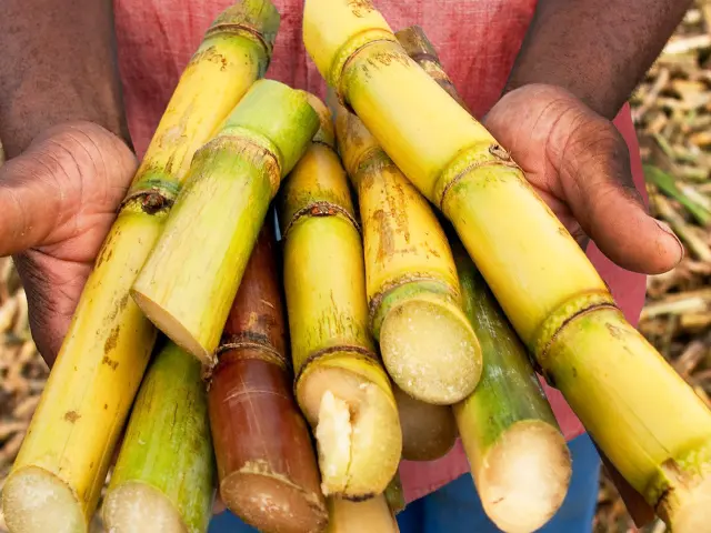 Canne à sucre Distillerie La Mauny Rivière-Pilote Martinique
